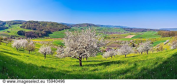 Panorama  blühende Kirschbäume (Prunus)  Magden  Kanton Aargau  Schweiz  Europa