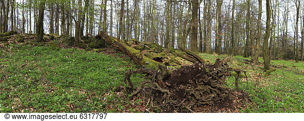 Panorama  Buchenwald mit umgestürztem Baum  Frühlingsaspekt  Greifenstein  Westerwald  Hessen  Deutschland  Europa