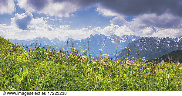 Panorama einer Bergwiese im Frühling