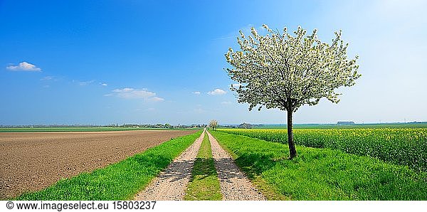 Panorama  Feldweg durch Felder im Frühling  blühende Kirschbäume (Prunus)  Saalekreis  Sachsen-Anhalt  Deutschland  Europa