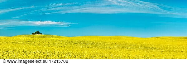 Panorama  hilly landscape with endless blooming rape field under blue sky  Uckermark  Brandenburg  Germany  Europe