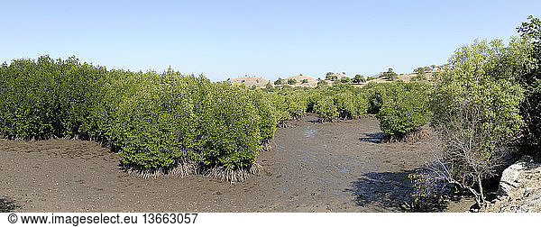 Panorama of mangroves (Rhizophora sp) fringing Seraya Island near Labuan Bajo and Komodo National Park  Flores  West Manggarai  East Nusa Tenggara  Indonesia.