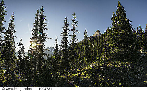 Panorama of mountain scene with sun shining through forest  Canada