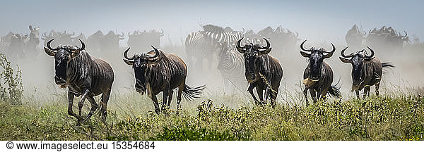 Panorama von fünf vorbeigaloppierenden Streifengnus (Connochaetes taurinus)  Serengeti-Nationalpark; Tansania