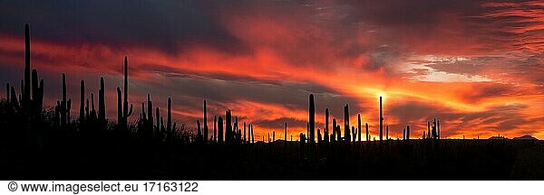 Panoramablick auf einen feurigen Sonnenuntergang im Saguaro National Park  Arizona.