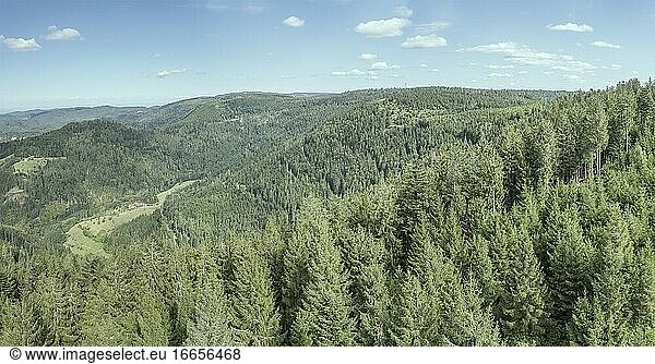 Panoramalandschaft mit unzähligen Bäumen im Schwarzwald  aufgenommen von einem hohen Turm bei Oppenau  Schwarzwald  Baden Wuttenberg  Deutschland.