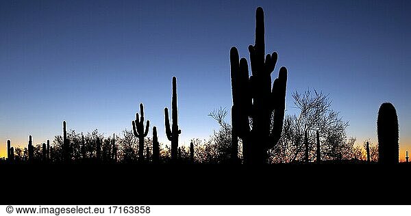 Panoramic of saguaro cacti at sunset in Saguaro National Park  Arizona.