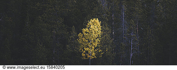 Panoramic view of a quacking aspen illuminated by a ray of light.