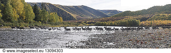 Panoramic view of deer running in river at Yukon_Charley Rivers National Preserve