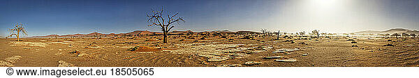 Panoramic view of sand dunes and bare tree at Sossusvlei  Namibia  Africa