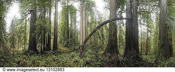 Panoramic view of trees growing in Jedediah Smith Redwoods State Park