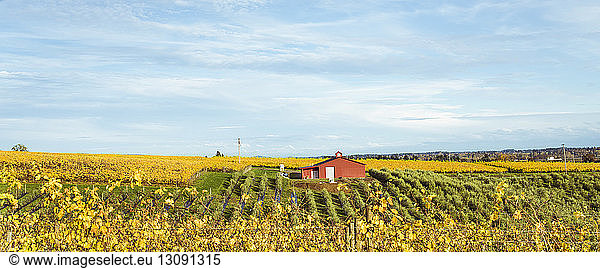 Panoramic view of vineyard against sky