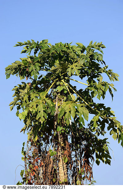 Papayabaum Papaya oder Melonenbaum (Carica papaya)