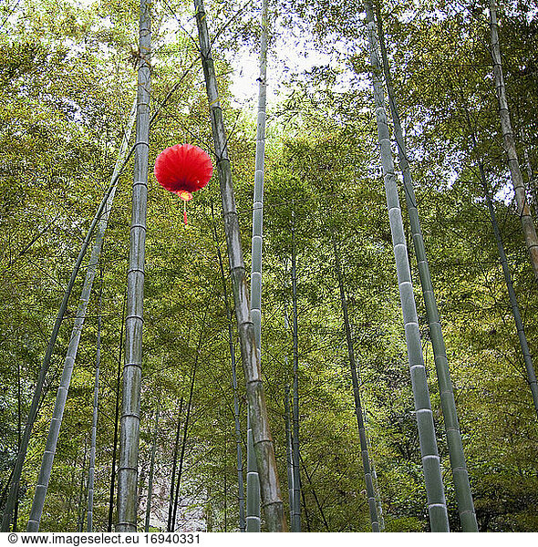 Paper lantern hanging from bamboo trees.