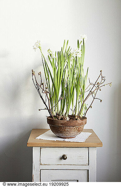 Paperwhite narcissuses (Narcissus papyraceus) in pot standing on cabinet