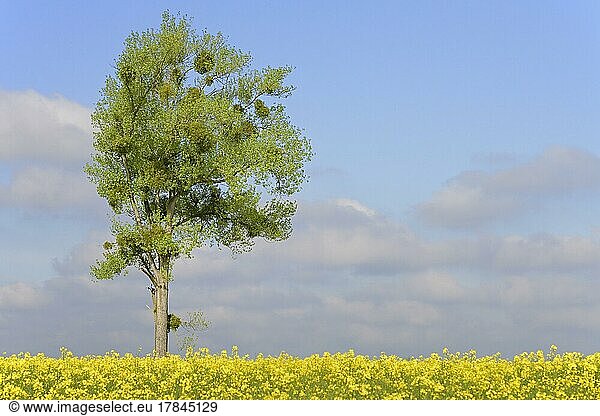 Pappel (Populus)  Solitärbaum mit Misteln (Viscum L.) (Viscum L.) am blühenden Raps (Brassica napus)  Nordrhein-Westfalen  Deutschland  Europa