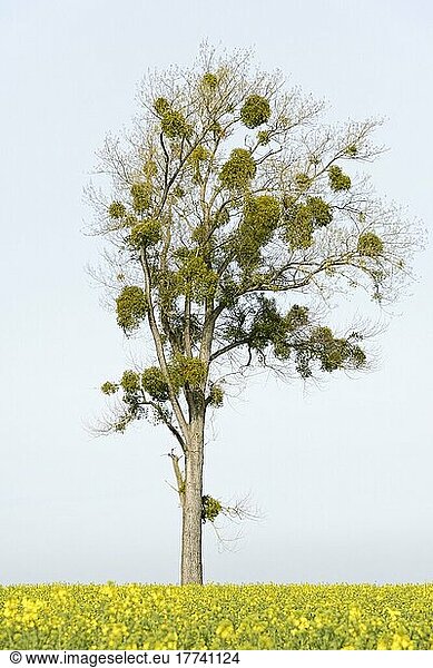 Pappel (Populus)  Solitärbaum mit Misteln (Viscum L.) (Viscum L.)  blühendes Rapsfeld (Brassica napus)  Nordrhein-Westfalen  Deutschland  Europa