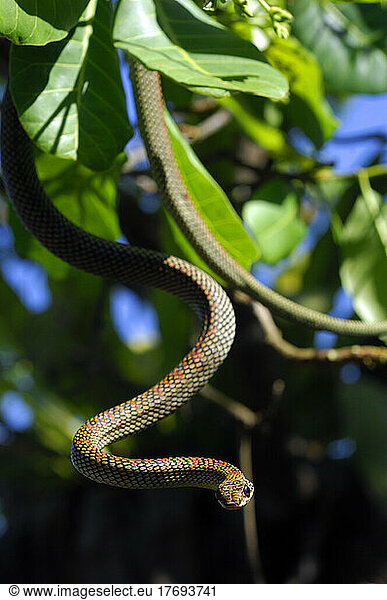 Paradise Tree Snake going down from a tree Luzon Philippine Paradise ...