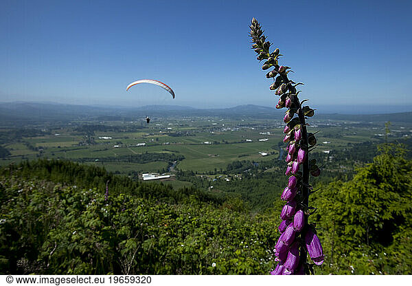 Paraglider flying high above a green valley with a purple flower in the foreground.