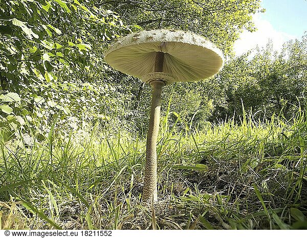 Parasol mushroom (Macrolepiota procera) growing at the edge of a forest  North Rhine-Westphalia  Germany  Europe
