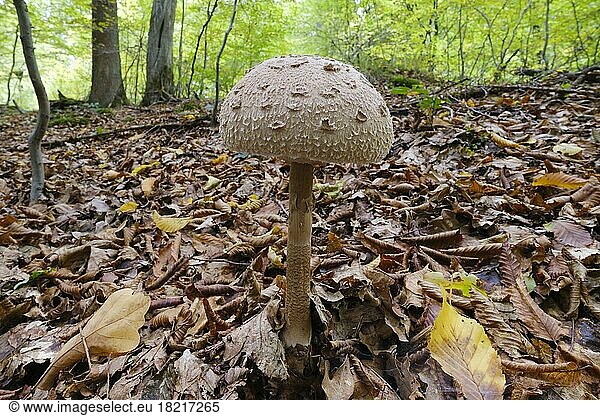 Parasol mushroom (Macrolepiota procera) in the forest  Arnsberger Wald nature park Park  North Rhine-Westphalia  Germany  Europe