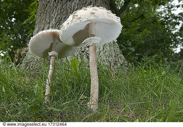 Parasol mushroom (Macrolepiota procera) Location directly on an oak tree  North Rhine-Westphalia  Germany  Europe