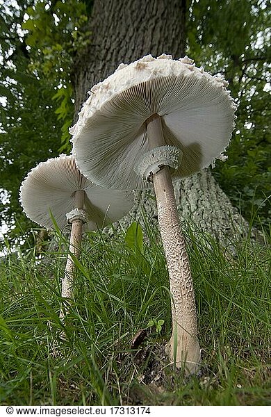 Parasol mushroom (Macrolepiota procera) Location directly on an oak tree  North Rhine-Westphalia  Germany  Europe