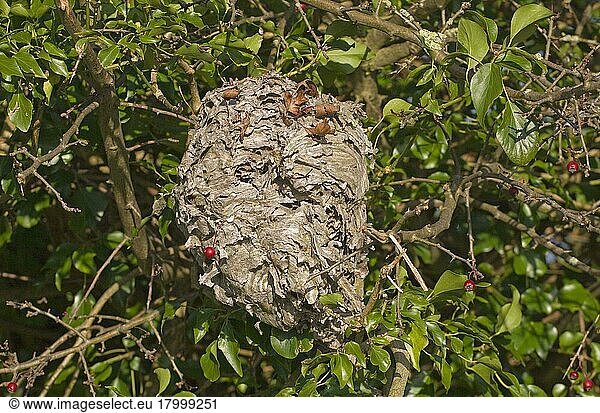 Paravespula vulgaris  Vespa vulgaris  Gemeine Wespe  Gemeine Wespen (Vespula vulgaris)  Andere Tiere  Insekten  Tiere  Common Wasp nest  in hawthorn bush amongst ivy  Nofolk  England  autumn