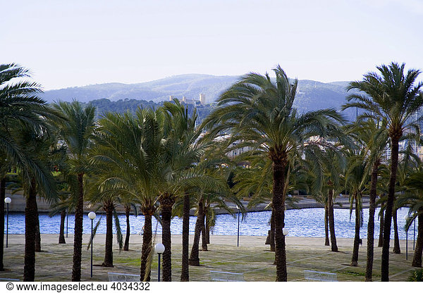 Parc de la Mar with palm trees  waterside. Palma de Mallorca  Majorca  Balearic Islands  Spain  Europe