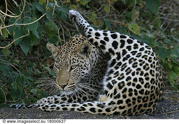 pardusnischer Leopardnische Leoparden (Panthera pardus)  Raubkatzen  Raubtiere  Säugetiere  Tiere  Leopard grooming
