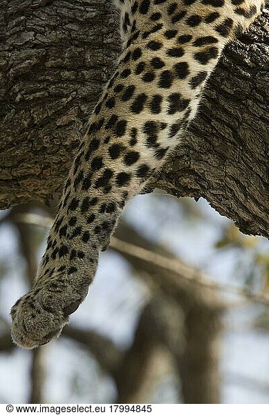 pardusnischer Leopardnische Leoparden (Panthera pardus)  Raubkatzen  Raubtiere  Säugetiere  Tiere  Leopard paw