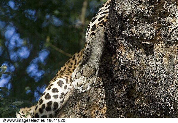 pardusnischer Leopardnische Leoparden (Panthera pardus)  Raubkatzen  Raubtiere  Säugetiere  Tiere  Leopard paw