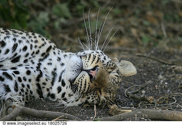 pardusnischer Leopardnische Leoparden (Panthera pardus)  Raubkatzen  Raubtiere  Säugetiere  Tiere  Leopard sleeping