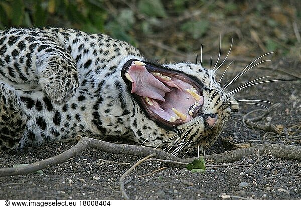 pardusnischer Leopardnische Leoparden (Panthera pardus)  Raubkatzen  Raubtiere  Säugetiere  Tiere  Leopard yawning