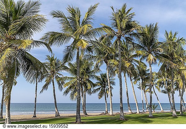 Park am Strand mit Palmen  Maskat  Oman  Asien