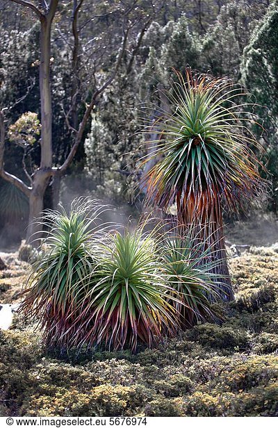 Park  See  Pflanze  Australien  Heide  Tasmanien