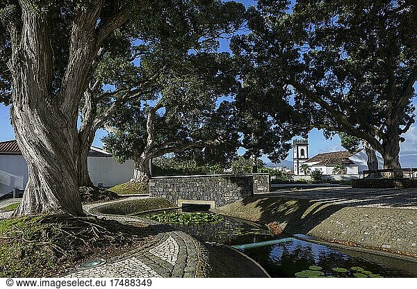Parkanlage bei der Kirche der Nossa Senhora da Estrela mit Rathausturm und Eisenholzbäumen  Ribeira Grande  Insel Sao Miguel  Azoren  Portugal  Europa