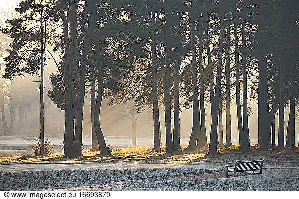 Parkbank an einem frostigen Morgen in Woking / Surrey