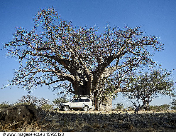 Parken von Geländewagen vor Baobab  Angola
