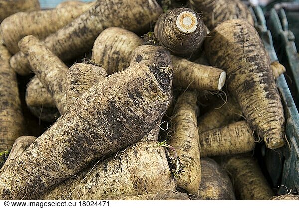 Parsnip (Pastinaca sativa) 'Countess' variety  roots in farm shop  Cheshire  England  United Kingdom  Europe