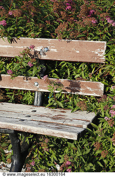 Part of a weathered wooden bench with blossoming plants in the background