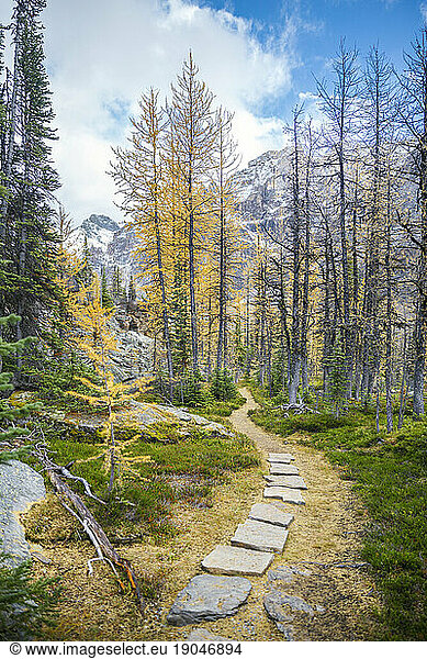 Part of Alpine Circuit trail in Yoho National Park