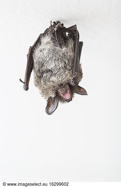 Particoloured bat (Vespertilio murinus)