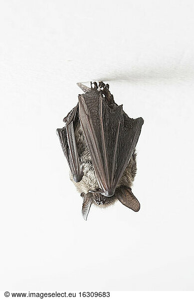 Particoloured bat (Vespertilio murinus)