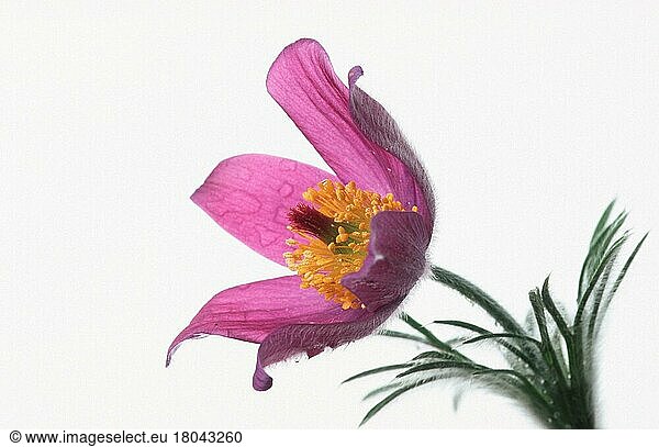 Pasque flower (Pusatilla vulgaris)  Küchenschelle (Pflanzen) (Hahnenfußgewächse) (Ranunculaceae) (Blumen) (Blüten) (violett) (Freisteller) (innen) (Studio) (Nahaufnahme) (Detail) (close-up) (Objekt) (Querformat) (horizontal)