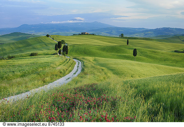 passen  Baum  Weg  grün  Hintergrund  Feld  Berg  Allee  Italien  Pienza  Toskana