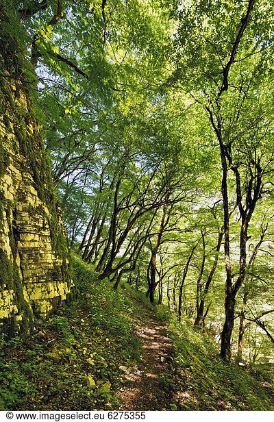 passen  Europa  Weg  Wald  vorwärts  Boden  Fußboden  Fußböden  Schlucht  Buche  Buchen  Epirus  Wanderweg  Griechenland