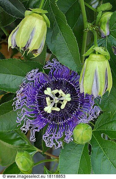 Passionsblumenybride (Passiflora incarnata x P. edulis flavicarpa Byron Beauty)  Passionsblume