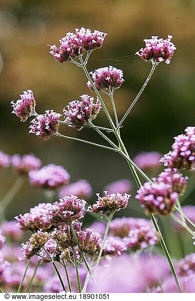 Patagonisches Eisenkraut (verbena bonariensis)  verbena patagonica  purpletop verbena  brasilianisches eisenkraut
