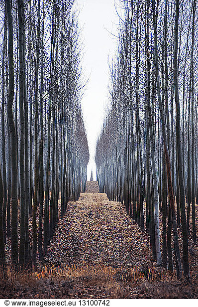Path among trees